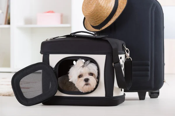 Perro sentado en su transportador — Foto de Stock