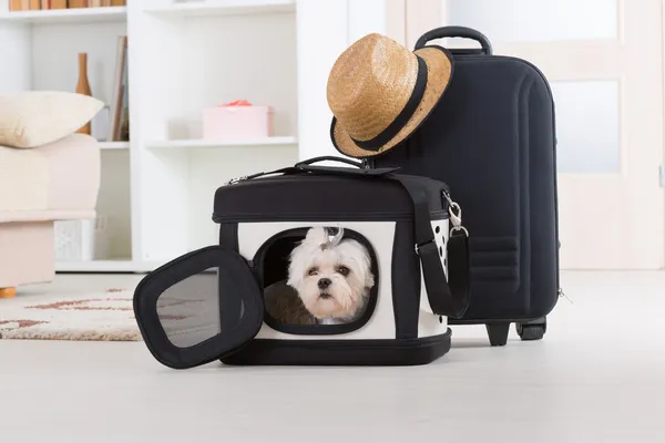 Perro sentado en su transportador — Foto de Stock