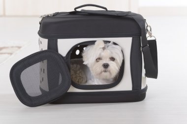 Işınlama içinde oturan köpek