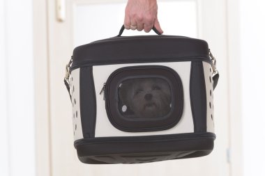 Işınlama içinde oturan köpek