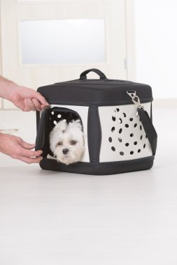 Işınlama içinde oturan köpek