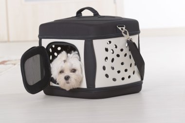 Işınlama içinde oturan köpek