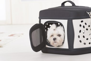 Işınlama içinde oturan köpek