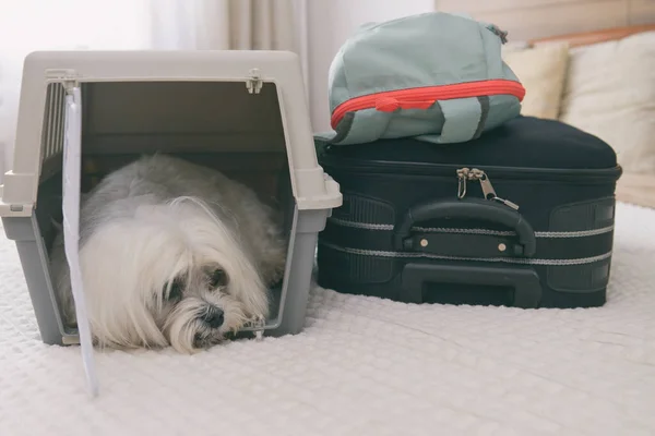 Pequeno Cão Maltês Transportadora Sacos Espera Uma Viagem — Fotografia de Stock