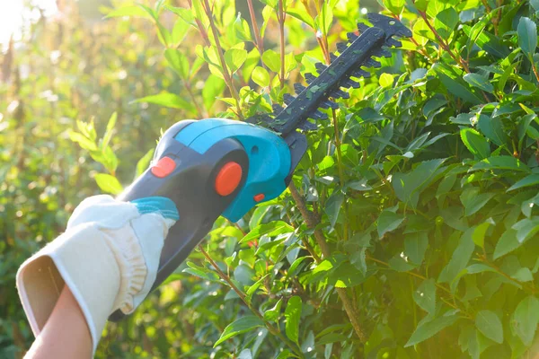 Hände Mit Gartenschere Schneiden Eine Hecke Stockbild