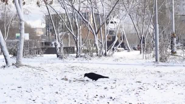 Одинокий ворон ищет пищу под первым снегом на городской площади, кормление птиц в зимний сезон, снежный городской пейзаж — стоковое видео