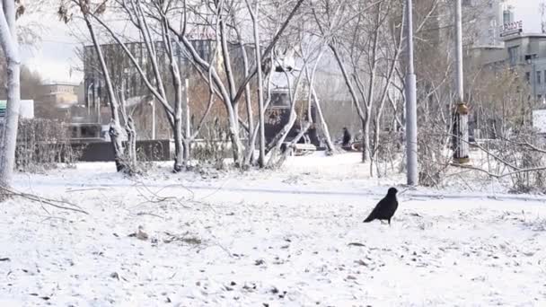 Corvo solitario in cerca di cibo sotto la prima neve nella piazza della città, alimentazione degli uccelli all'inizio della stagione invernale, paesaggio urbano innevato — Video Stock