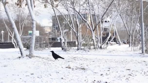 Einsame schwarze Krähe spaziert unter Bäumen auf dem Stadtplatz und fliegt dann weg, verschneite Stadtlandschaft bei Wintereinbruch — Stockvideo