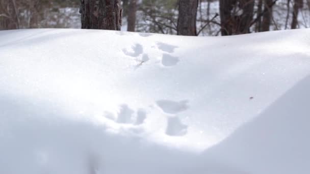 Ślad Wiewiórki Śniegu Lesie Zimowym Ślad Dzikiego Zwierzęcia Głębokim Zasypce — Wideo stockowe