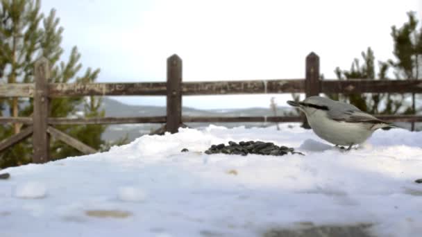Wild tiny birds nuthatches and willow tits feeding on seeds on snowy observation deck in pine forest park at cold winter — Wideo stockowe
