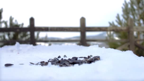 Piccoli uccelli selvatici che si nutrono di semi sul ponte di osservazione innevato nel parco forestale in inverno freddo, paesaggio montano — Video Stock