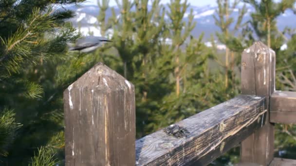 Nupaglia di uccello selvatico che si nutre di semi su ringhiera di legno del ponte di osservazione nella foresta in inverno, paesaggio montano — Video Stock