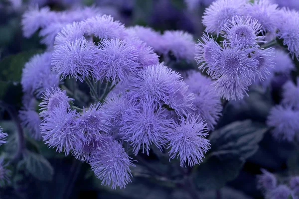 Nahaufnahme Blüte Von Winzigen Violetten Blüten Sommer Oder Frühling Konzept — Stockfoto
