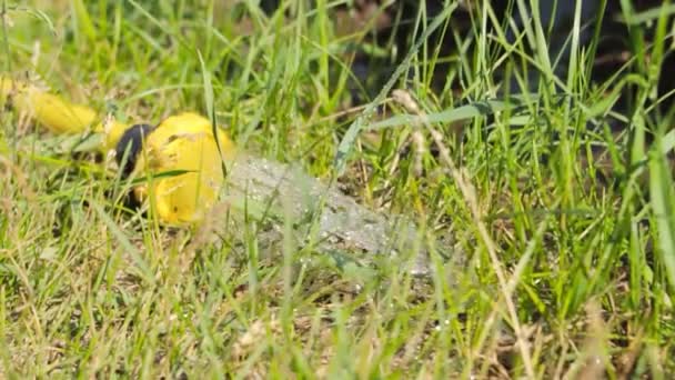 Water geven in de achtertuin, waterstralen uit sproeier van gele tuinslang op groen gazon met lang gras, zomer irrigatie — Stockvideo