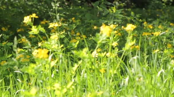 Hierba silvestre de flor alta y malezas en el verde prado exuberante con escarabajos voladores, insectos y insectos en verano soleado — Vídeos de Stock
