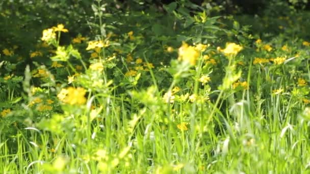 緑豊かな草原の緑豊かな草原に咲く野生の草や雑草、晴れた夏にはカブトムシ、虫や昆虫が飛んでいます — ストック動画