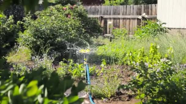 Sistema de riego con tecnología de hilado para refrescar el jardín, riego aspersor de pulverización en el patio trasero de verano — Vídeos de Stock