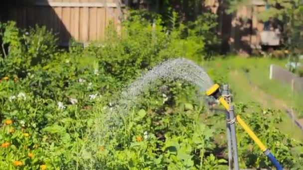 Bewässerung im Garten, Wasserstrahlen des gelben Schlauchsprengers über der Bepflanzung, Bewässerung für den heimischen Garten erfrischend — Stockvideo