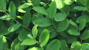 Dekoratif ıslak yeşillik, su damlaları, ormandaki ya da bahçedeki vahşi yemyeşil yapraklar, doğal ferahlatıcı yeşil