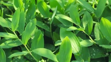 Dekoratif ıslak yeşillik, su damlaları, ormandaki ya da bahçedeki vahşi yemyeşil yapraklar, doğal ferahlatıcı yeşil