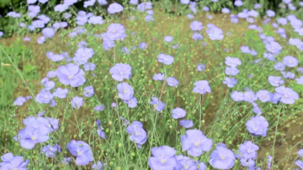 Vlas Plant Bloeien Het Voorjaar Zomerveld Wilde Schattige Kleine Blauwe — Stockvideo