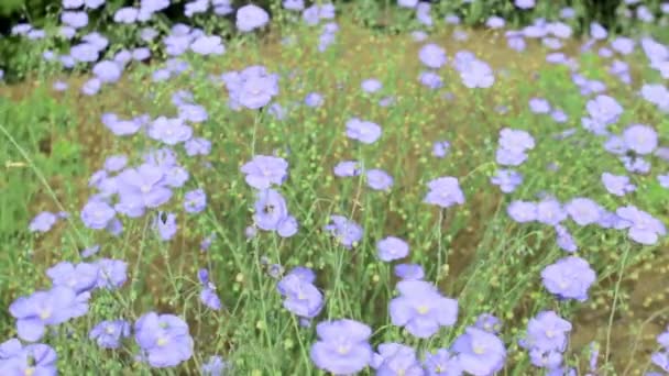 Vlas Plant Bloeien Het Voorjaar Zomerveld Wilde Schattige Kleine Blauwe — Stockvideo