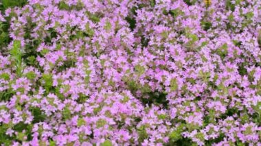 Organik tarlada yetişen pembe kekik bitkileri, bitkisel bahçede çiçek açan kekik çiçekleri, çayırda yetişen aromatik ve sağlıklı bitkiler, çiçek mevsiminde yetiştirilen çay ve ilaçlar için aromatik ve sağlıklı bitkiler.