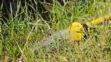 Arka bahçedeki sulama, sarı bahçe hortumundan fışkıran köpüklü su jetleri yeşil çimlerde uzun otlar, yaz sulamaları...