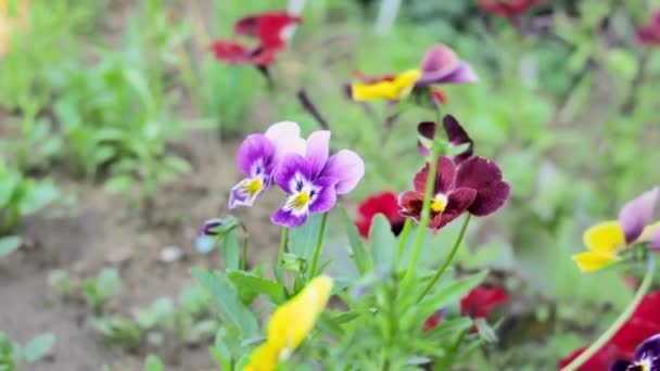 색깔의 꽃송이들 정원에서 자라고 보라색의 피어나 모양의 핍니다 — 비디오