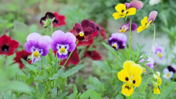 Conjunto Flores Coloridas Brilhantes Pansy Crescer Jardim Flor Vermelha Amarela — Vídeo de Stock