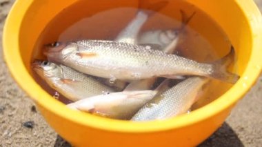 Sarı bir klozete su sıçratan balık yakaladım.