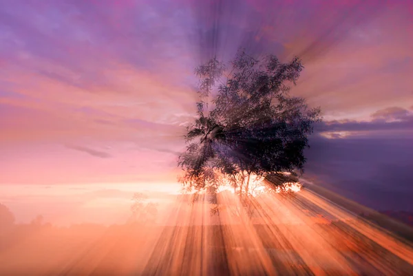 Raios solares através de uma árvore . — Fotografia de Stock