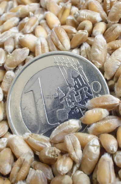 Euro wheat — Stock Photo, Image