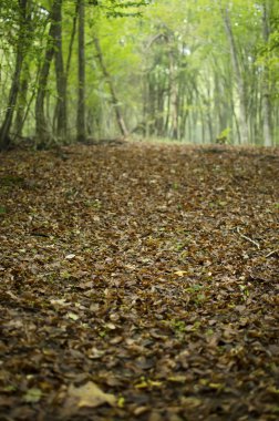 Sonbahar Yaprakları