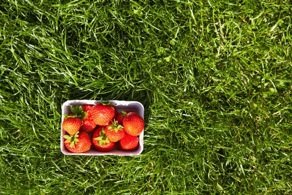 Strawberries on grass — Stock Photo, Image