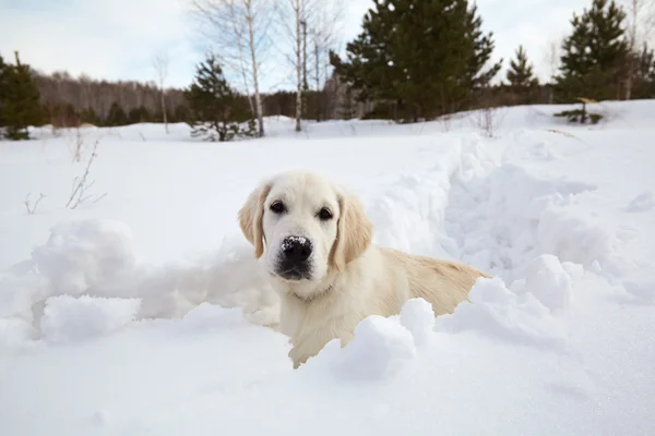 Winter labrador retriever pup hond — Stockfoto