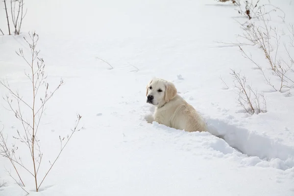 Winter Labrador retriever puppy dog — Stock Photo, Image