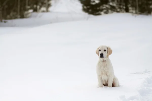 冬のラブラドールレトリバー子犬犬 — ストック写真