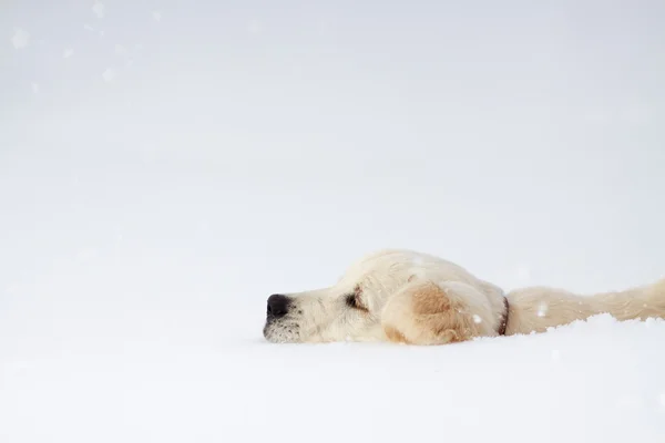 Winter Labrador retriever puppy dog — Stock Photo, Image