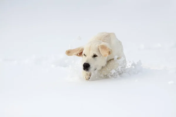 Winter Labrador retriever puppy dog — Stock Photo, Image