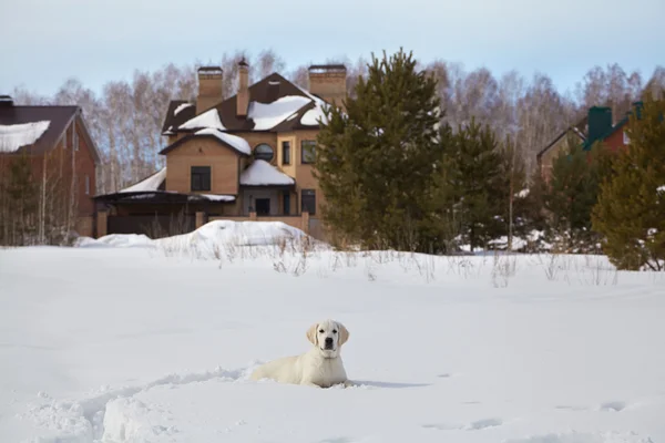 Zima labrador retriever Szczenięta psów — Zdjęcie stockowe