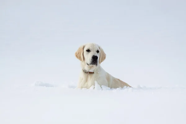 Winter Labrador retriever puppy dog — Stock Photo, Image