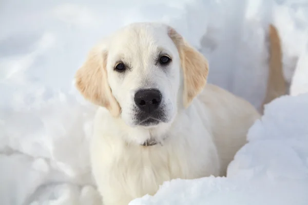 Winter labrador retriever pup hond — Stockfoto