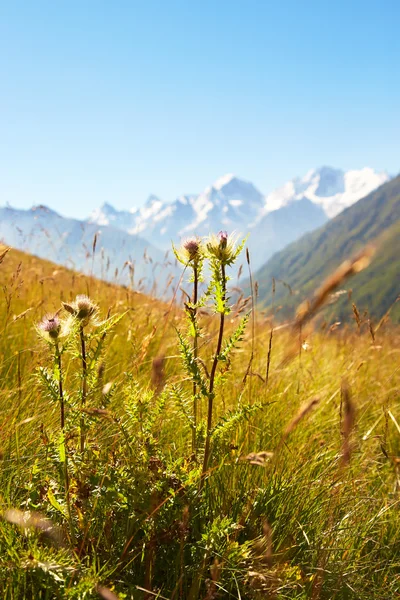 Pianta in montagna — Foto Stock