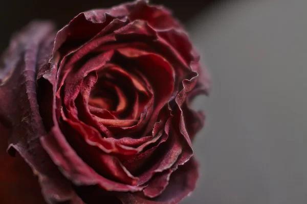 Dark rose — Stock Photo, Image