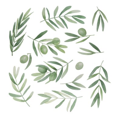 Green olive leaves set clipart