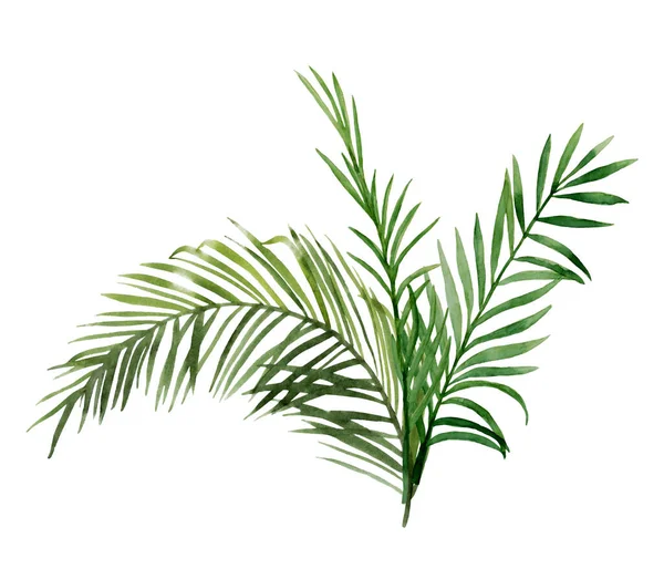 Ramo de hojas de palma verde — Foto de Stock