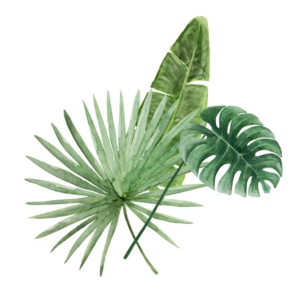 Ramo de hojas tropicales verdes — Foto de Stock