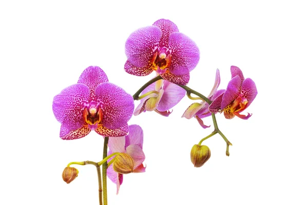 Orchid — Stock Photo, Image