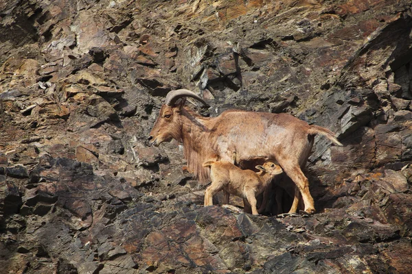 Owca grzywiasta (ammotragus lervia) — Zdjęcie stockowe